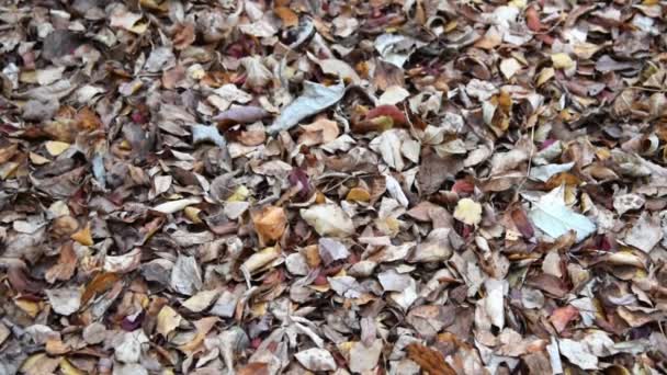 Dry autumn leaves, background — Stock Video