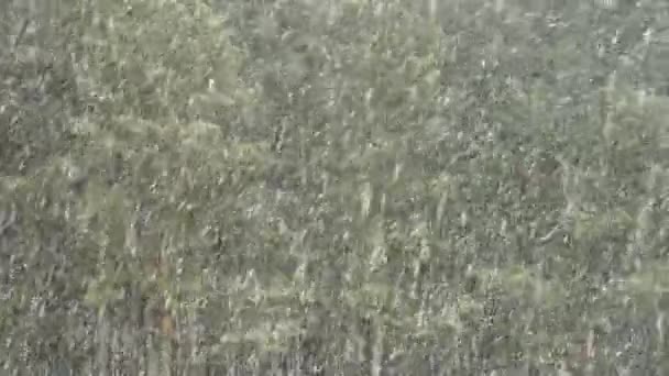 Sneeuwval in de pinery — Stockvideo