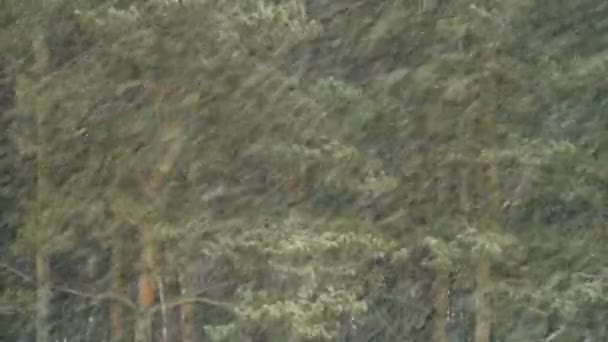 Снегопад в сосновом лесу — стоковое видео