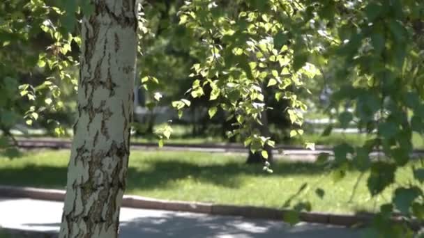Mujer mayor nórdica caminando en el parque — Vídeo de stock