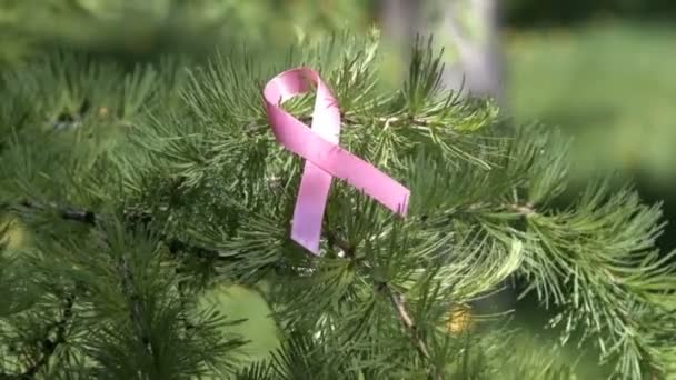 Pink medvetenhet Ribbon band på Pine Tree Branch — Stockvideo