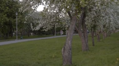 İnsanlar çiçek açan elma ağaçları ile parkta