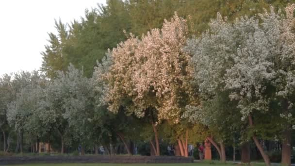 Blossom pohon apel di taman — Stok Video