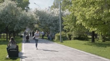 Çiçek açan elma ağaçları ile Park