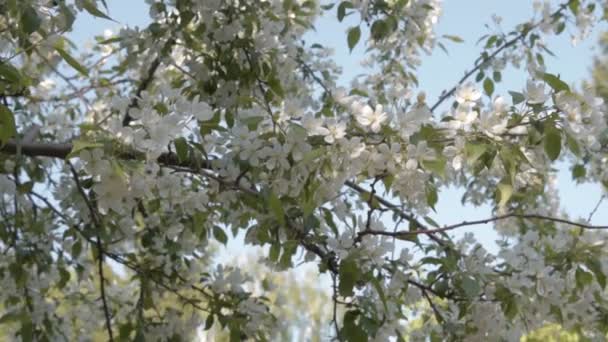 Albero di mele in fiore — Video Stock