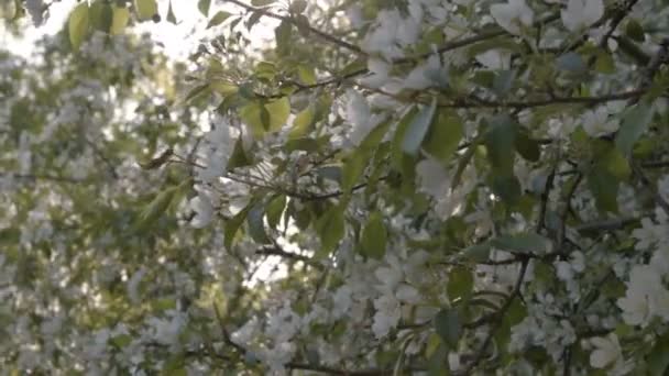 Alberi di mele in fiore — Video Stock