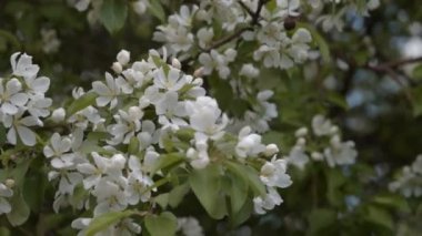 lente apple boom bloesem