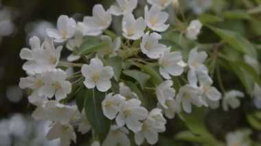 çiçek açan elma ağacı dal