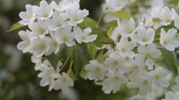 Ramita de manzano en flor — Vídeos de Stock