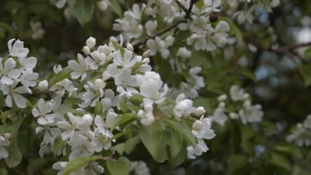 Flor de manzano de primavera — Vídeos de Stock