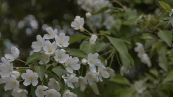 Fioritura di primavera di melo — Video Stock