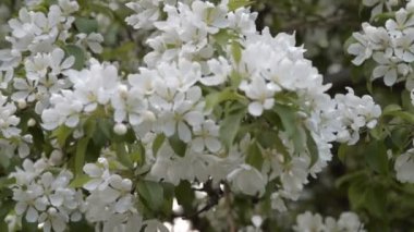 Baharda çiçek açan elma ağacı