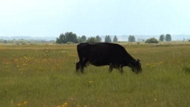 Otlatma mera üzerinde ineklerin