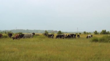 Tarladaki sığırlar