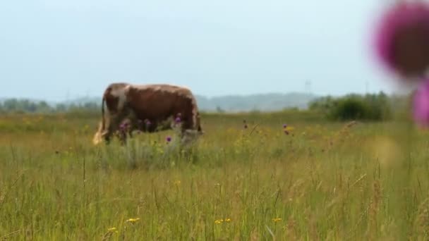 Bruine koe grazen op het veld — Stockvideo