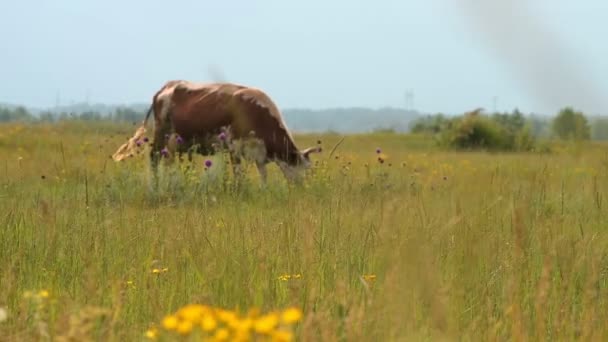 Mucca che si nutre del prato — Video Stock