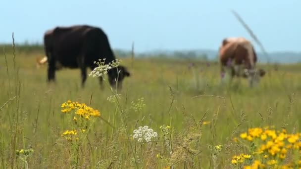 Дві корови харчуються пасовищами — стокове відео