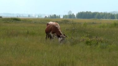 İnek ve at üzerinde otlatma