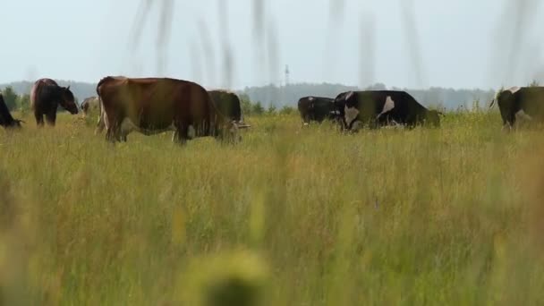 Krávy pasoucí se na louce — Stock video