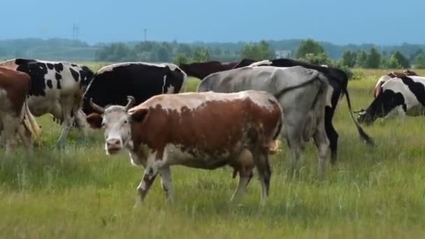 Cows on the pasture — Stock Video