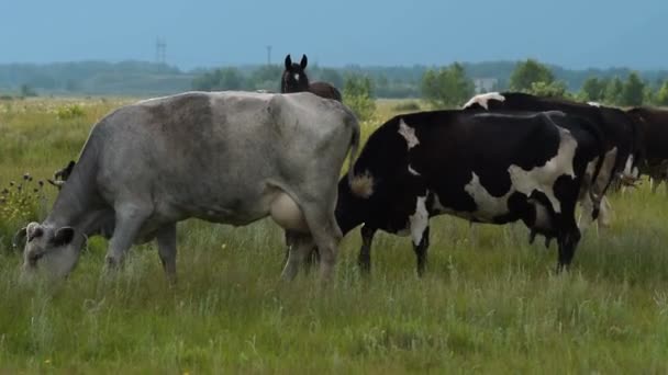 Kühe auf der Weide — Stockvideo