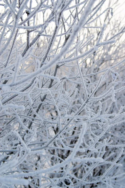 Frozen trees on winter day — Stock Photo, Image