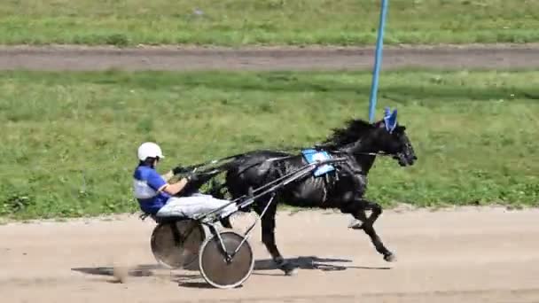 Pferd im Galopp auf Rennstrecke — Stockvideo