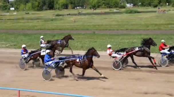 Horserace at high speed — Stock Video