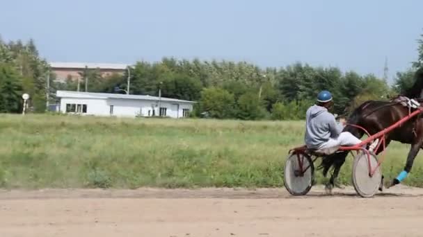 Cheval avec jockey en chariot sur piste de course — Video