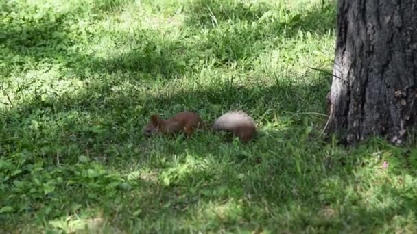 Wiewiórki jeść coś w trawie — Wideo stockowe