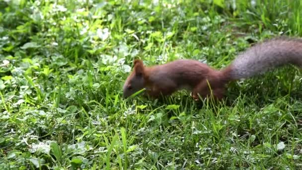 Squirrel in the grass on sunny day — Stock Video