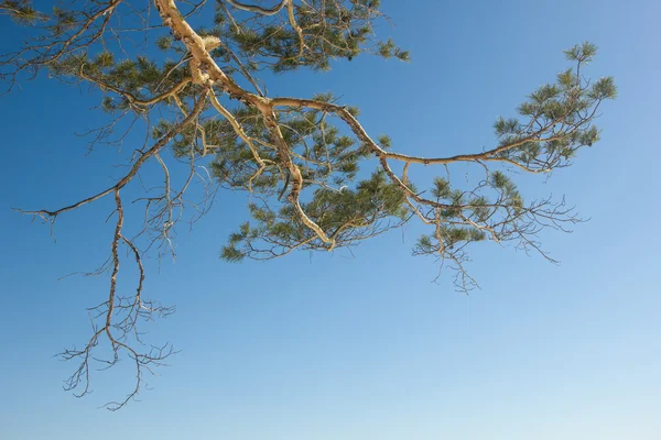 Bir çam ağacının dalını.