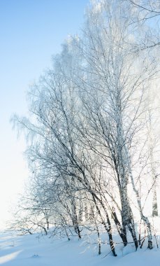 Soğuk gün. Ağaç..