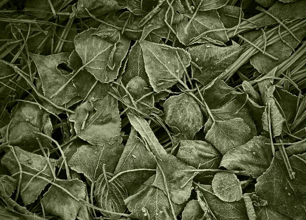 Kuru sonbahar yaprakları.