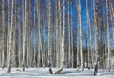Winter.Birch grove.