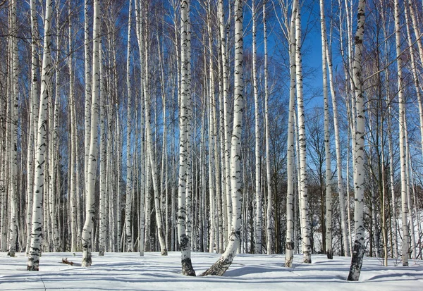 Winter.Birch grove. — Stock Photo, Image