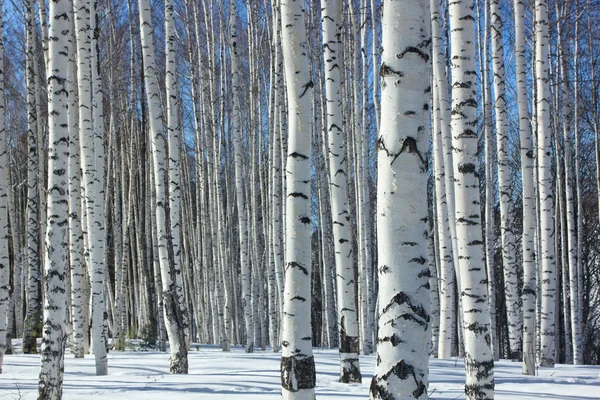 Winter.Birch grove. — Stockfoto