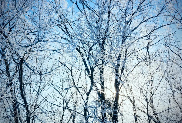 Las zimowy. — Zdjęcie stockowe