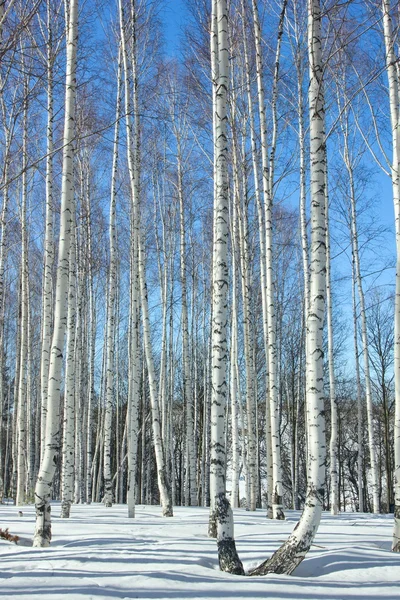 Winter.Birch grove. — Stock Photo, Image