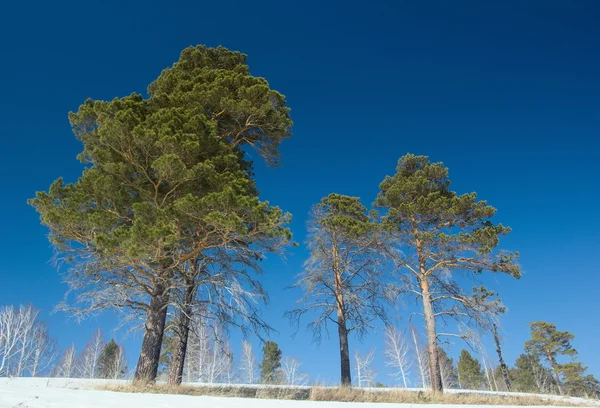 Winter.Pine-ağaçlar.