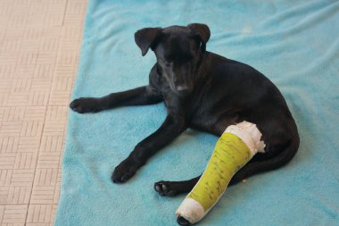 Kırık kemikli köpek yavrusu ilk yardım aldı. Splintafter rengi yeşil ile veteriner hastanesine gitti..
