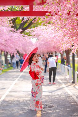 Gezgin bir genç Asyalı kadın portresi yukata elbisesi giyiyor ve Japon kiraz çiçekli sakura parkında gün ışığında ağaç yolunda yürüyor..