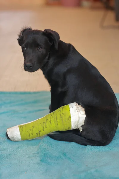 Puppy dog with injured broken bone received first aid treatment with a splintafter color green a visit to the veterinarian hospital.