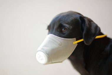 Güvenlik maskesi takan bir köpek. 2.5 ve Corona virüslerini korumak için maske takıyor. Şirin siyah köpek üzerinde covid 19. Covid-19 koronavirüs salgınını kavra ve sevdiğin evcil hayvanları engelle..