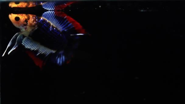 Mating Betta Siamese Fighting Fish Betta Splendens Pla Kad Biting — Stock Video