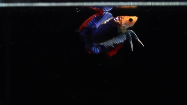 Çiftleşen Betta Siyam Dövüşçü Balığı Betta Pla Kad Isıran Balığı — Stok video