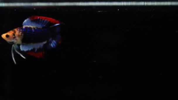 Accouplement Betta Siamois Poissons Combat Betta Splendens Pla Kad Poissons — Video