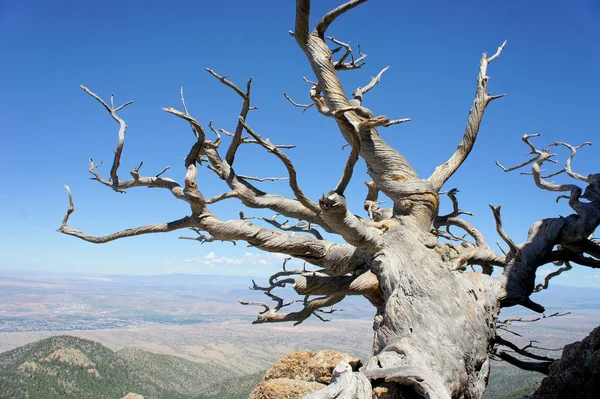 Árbol creciendo en una montaña rocosa —  Fotos de Stock