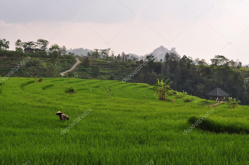 Farmer in stepped rice terraces, Java, Indonesia