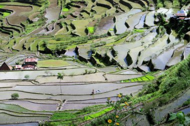 UNESCO pirinç terasları Batad, Filipinler